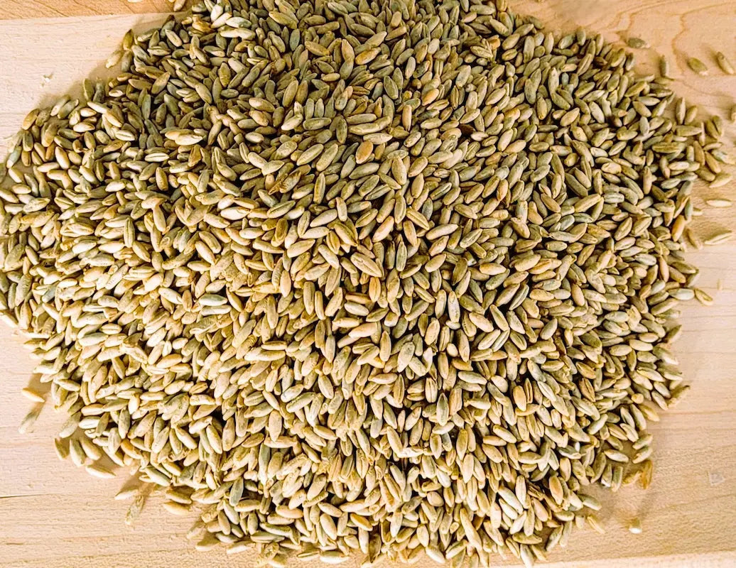 Organic whole grain rye berries on an oak wooden table