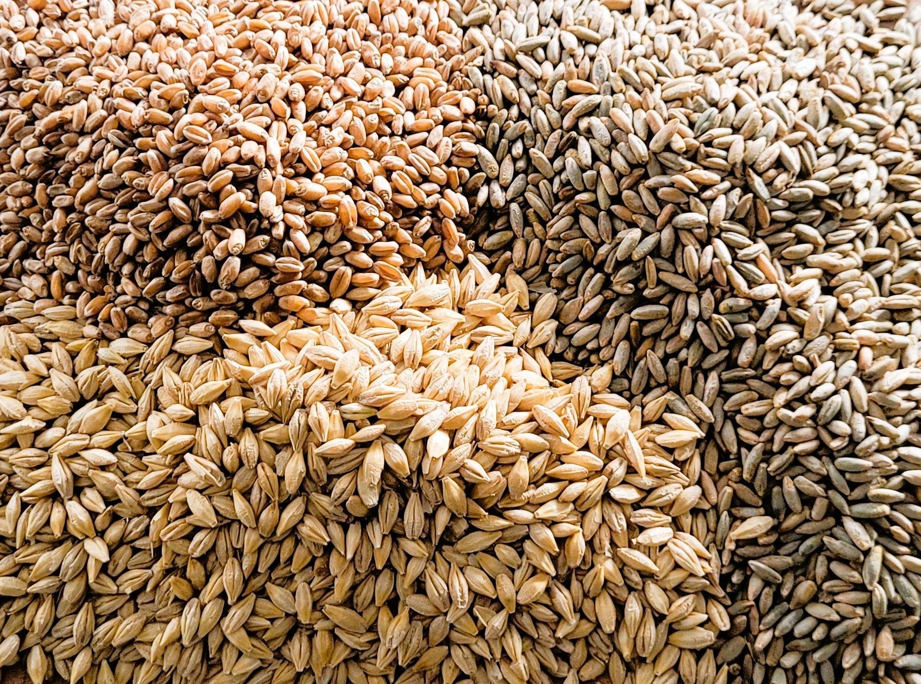 Organic Whole Grains