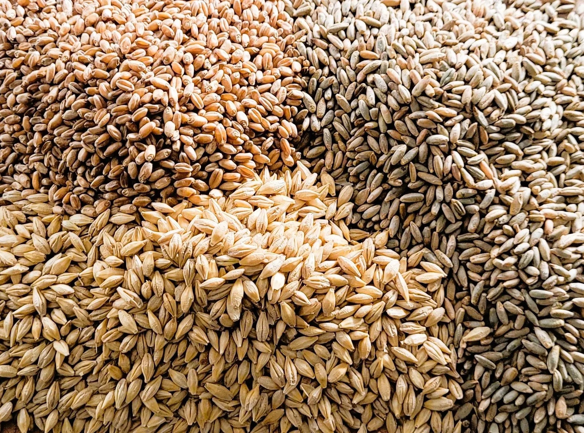 Organic Whole Grains