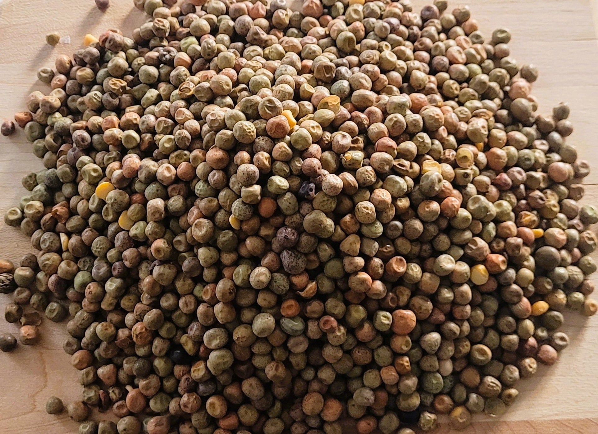 Bulk organic dwarf grey sugar peas  – certified organic Canadian prairie grown – Tevally Organics