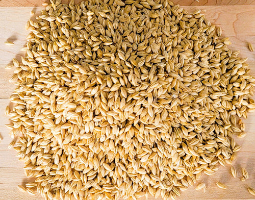 Bulk organic hulled barley  – certified organic Canadian prairie grown – Tevally Organics